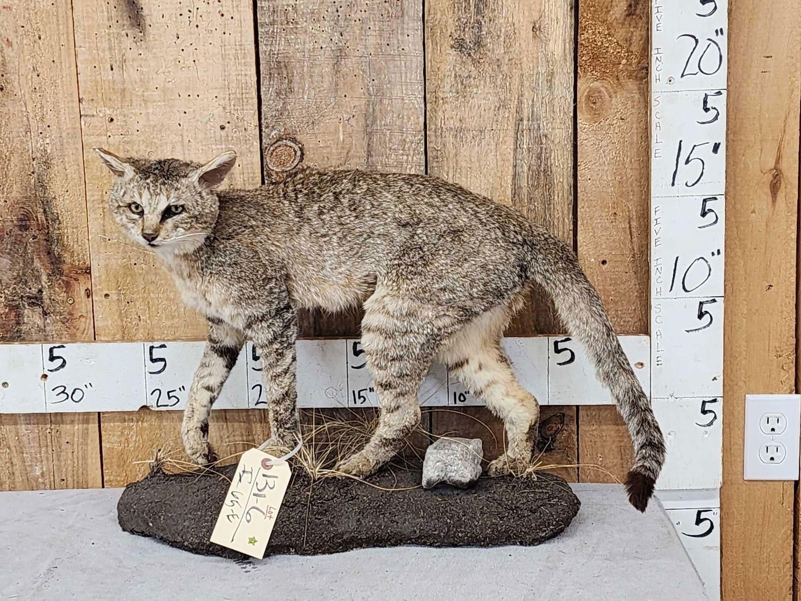 African Wildcat Full Body Taxidermy Mount - Test Site