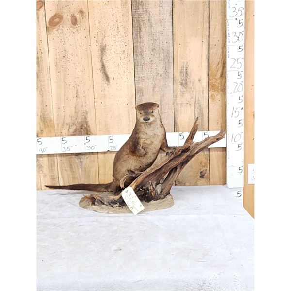 Otter Full Body Taxidermy Mount