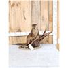 Image 1 : Otter Full Body Taxidermy Mount