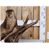 Image 2 : Otter Full Body Taxidermy Mount