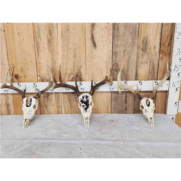 3 Painted Whitetail Skulls Taxidermy