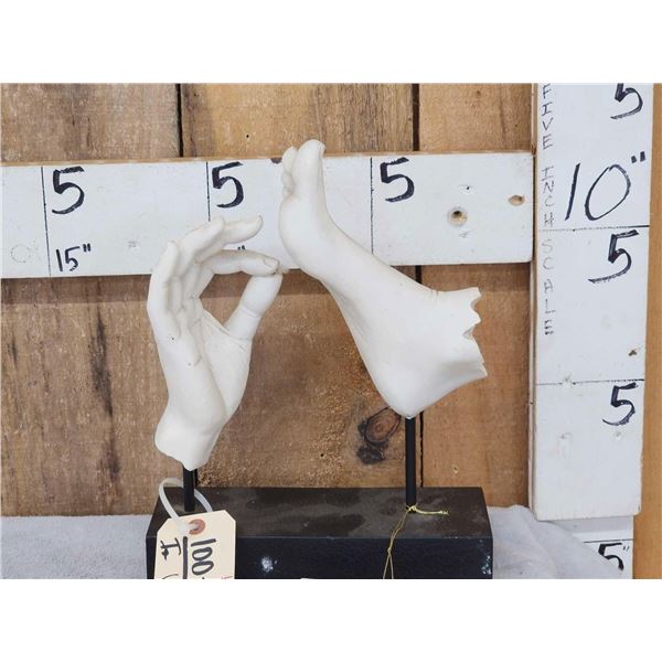 Human Anatomy Art Piece