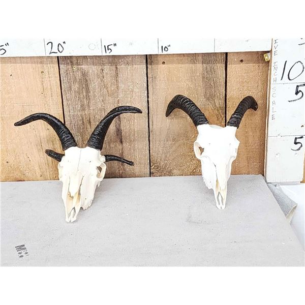 2 Juvenile Jacob's Sheep Skulls Taxidermy