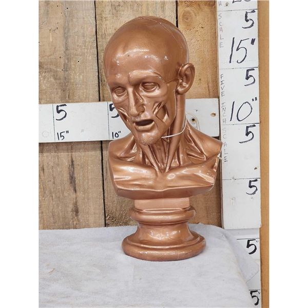 Human Musculoskeletal Bust