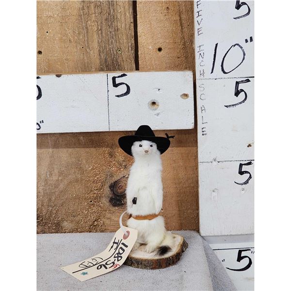 Sheriff Weasel Taxidermy Mount