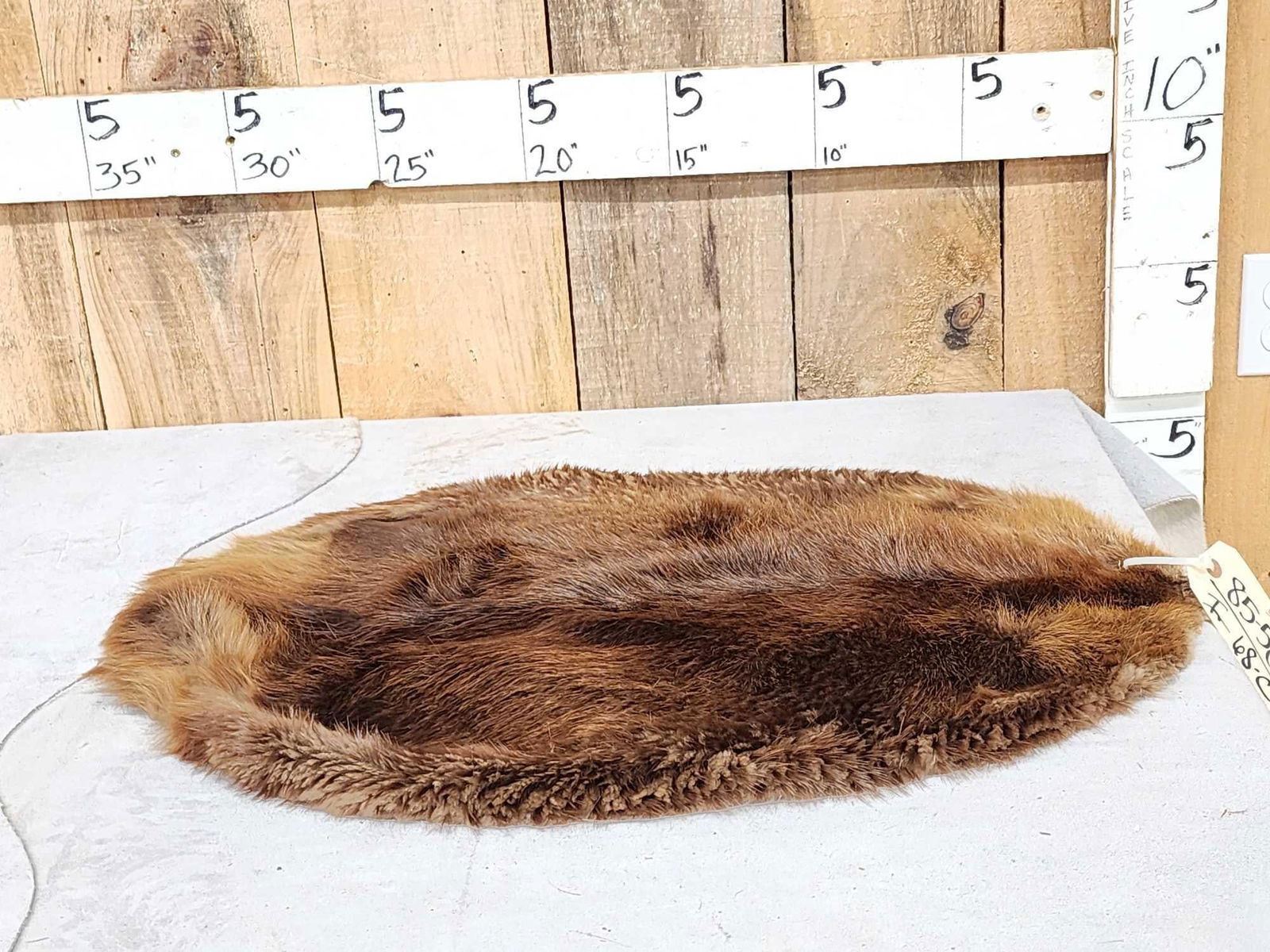 Soft Tanned Beaver Skin Taxidermy - Test Site