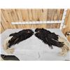 Image 1 : Pair Of Tanned Ostrich Wings Taxidermy
