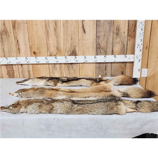 3 Coyote Soft Tanned Furs Taxidermy