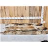 Image 1 : 3 Coyote Soft Tanned Furs Taxidermy