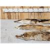 Image 2 : 3 Coyote Soft Tanned Furs Taxidermy