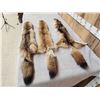 Image 3 : 3 Coyote Soft Tanned Furs Taxidermy