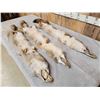 Image 5 : 3 Coyote Soft Tanned Furs Taxidermy