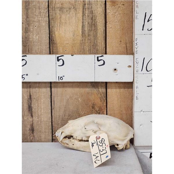 Black Bear Skull Taxidermy