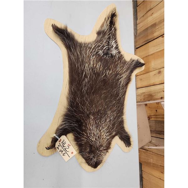 Porcupine Rug On Plaque Taxidermy