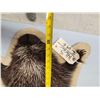 Image 6 : Porcupine Rug On Plaque Taxidermy