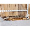 Image 1 : Soft Tanned Coyote & Fox Furs Taxidermy