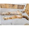 Image 3 : Soft Tanned Coyote & Fox Furs Taxidermy