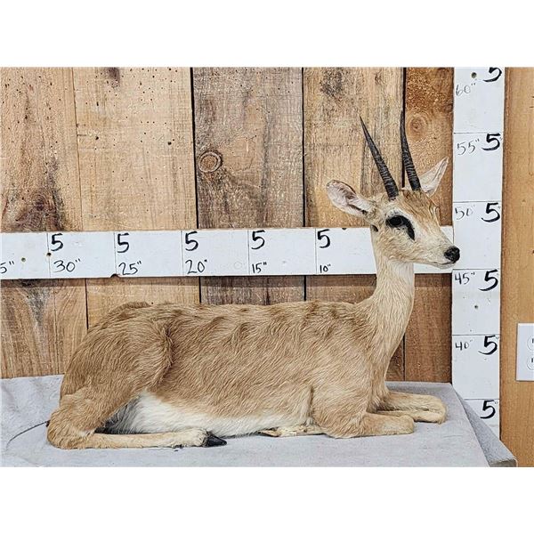 African Oribi Duiker Full Body Taxidermy Mount