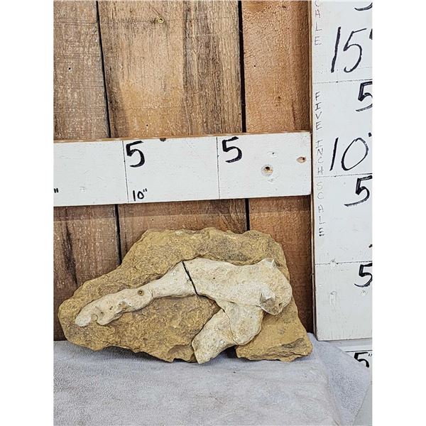 Fossilized Dinosaur Bone