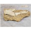 Image 5 : Fossilized Dinosaur Bone