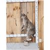 Image 1 : Bobcat Full Body Taxidermy Mount