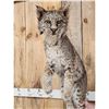 Image 3 : Bobcat Full Body Taxidermy Mount