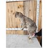 Image 4 : Bobcat Full Body Taxidermy Mount