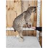 Image 6 : Bobcat Full Body Taxidermy Mount