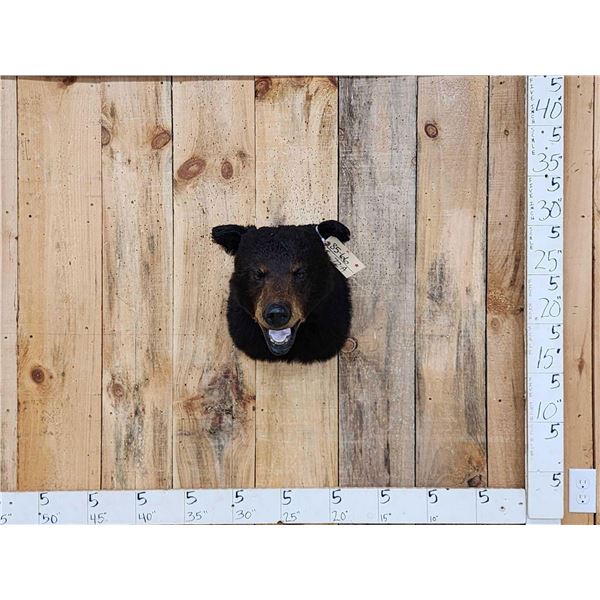 Bkack Bear Shoulder Mount Taxidermy