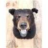 Image 2 : Bkack Bear Shoulder Mount Taxidermy