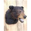 Image 4 : Bkack Bear Shoulder Mount Taxidermy