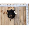 Image 1 : Black Bear Head Mount Taxidermy
