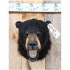 Image 2 : Black Bear Head Mount Taxidermy