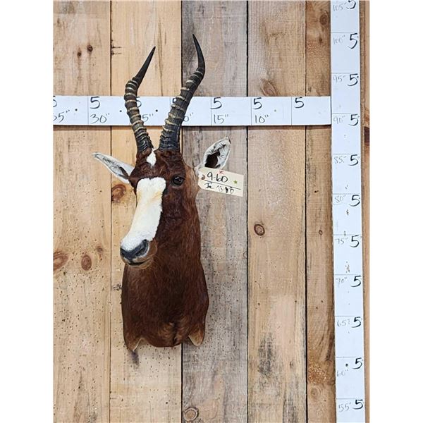 African Blesbok Shoulder Mount Taxidermy