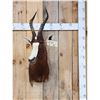 Image 1 : African Blesbok Shoulder Mount Taxidermy