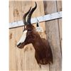 Image 3 : African Blesbok Shoulder Mount Taxidermy