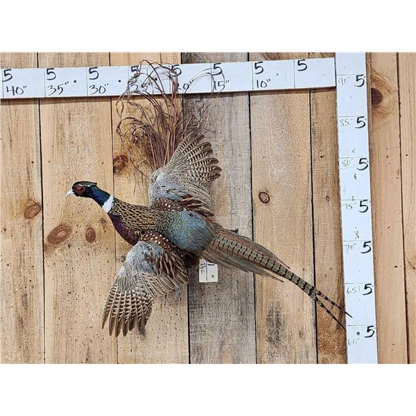 Ringneck Pheasant In Flight Bird Taxidermy