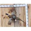 Image 1 : Ringneck Pheasant In Flight Bird Taxidermy