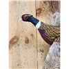 Image 2 : Ringneck Pheasant In Flight Bird Taxidermy