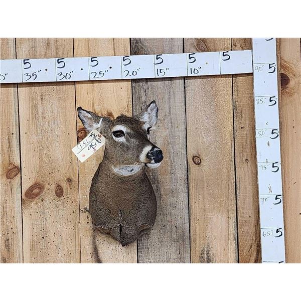 Whitetail Doe Shoulder Mount Taxidermy