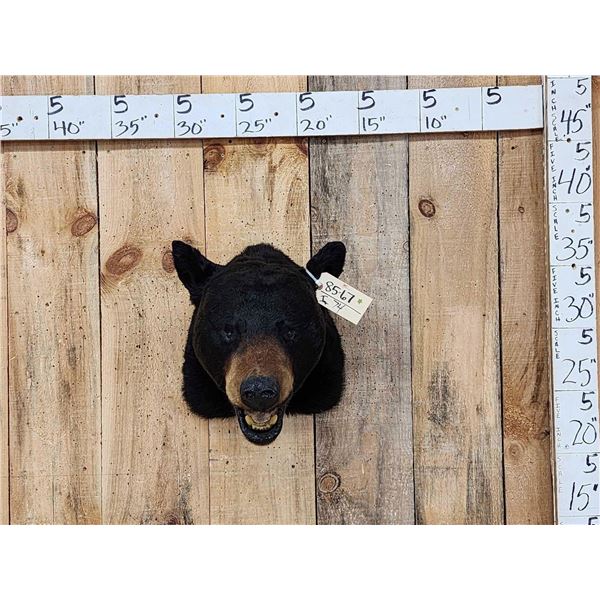 Black Bear Head Mount Taxidermy
