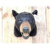 Image 2 : Black Bear Head Mount Taxidermy