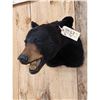 Image 3 : Black Bear Head Mount Taxidermy