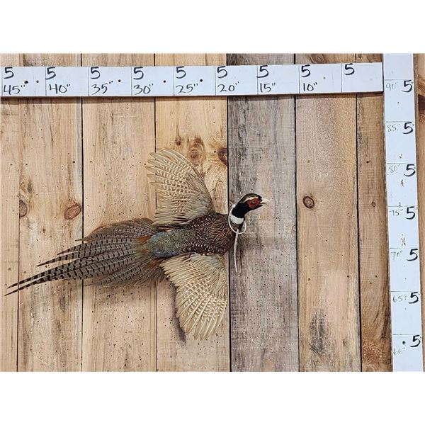 Ringneck Pheasant In Flight Bird Taxidermy