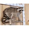 Image 3 : Raccoon On A Limb Full Body Taxidermy Mount