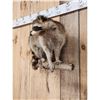 Image 4 : Raccoon On A Limb Full Body Taxidermy Mount