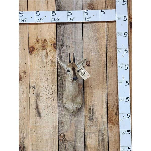 African Duiker Shoulder Mount Taxidermy