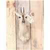 Image 2 : African Duiker Shoulder Mount Taxidermy