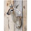 Image 3 : African Duiker Shoulder Mount Taxidermy