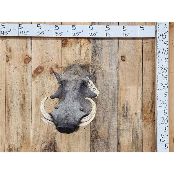 African Warthog Shoulder Mount Taxidermy